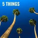 5 Things - 5 Palm Trees image for pinterest